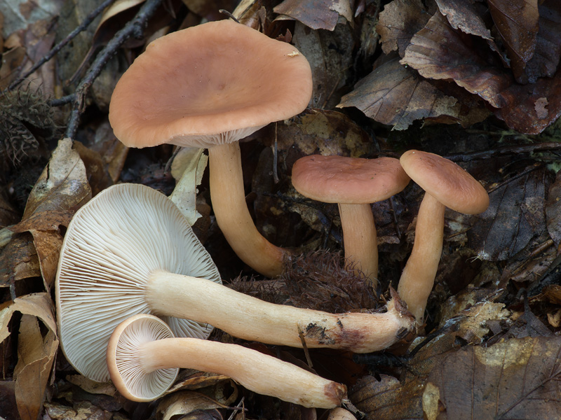 Lactarius subdulcis